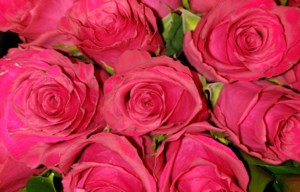 Grow Your Own Future: Flowers for Valentine’s Day