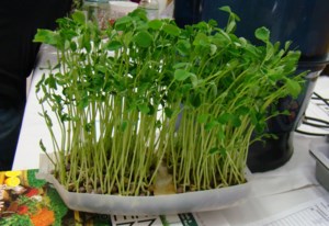 Garden Chat: Microgreens and sprouts for indoor winter growing
