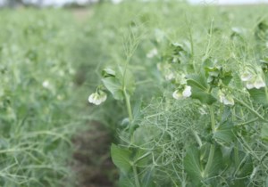 Pea prices should improve but big rally unlikely