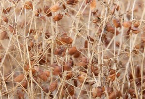 Red lentil outlook ‘friendlier’ than for greens