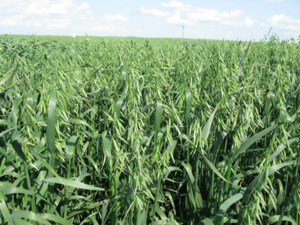 Exploring what works, what doesn't for cover crops