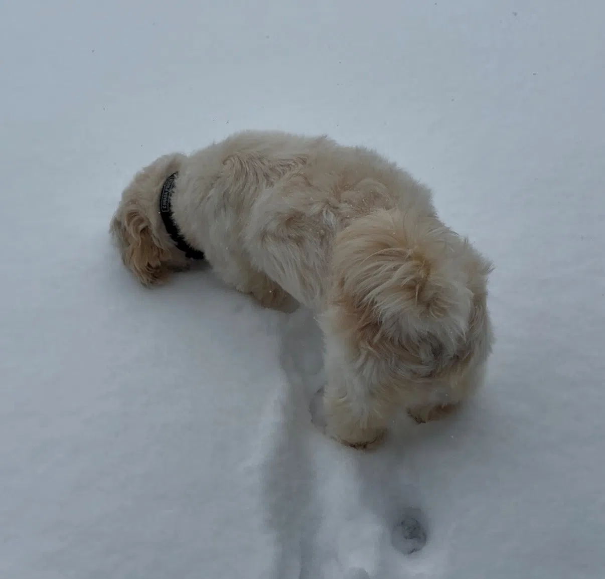 Snow Days Are Ruff When You’re Close To The Ground