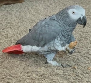 A-parrotly, birds can talk as Assiniboia woman cares for greys