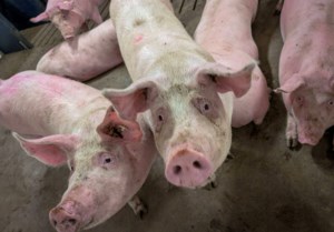 Pork, beef producers ask for price transparency