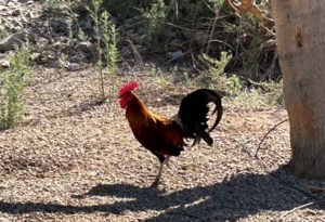 Mayfair and Area News: Flying Dust, Meadow Lake hosting winter games