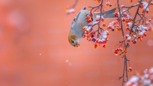 Christmas Bird Count takes flight again in Preeceville, results revealed