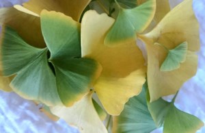 Grow Your Own Future: The 150 million year old gingko