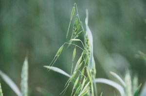 Think beyond the herbicide jug when dealing with wild oats