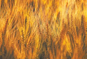 World’s winter wheat crops look good for now