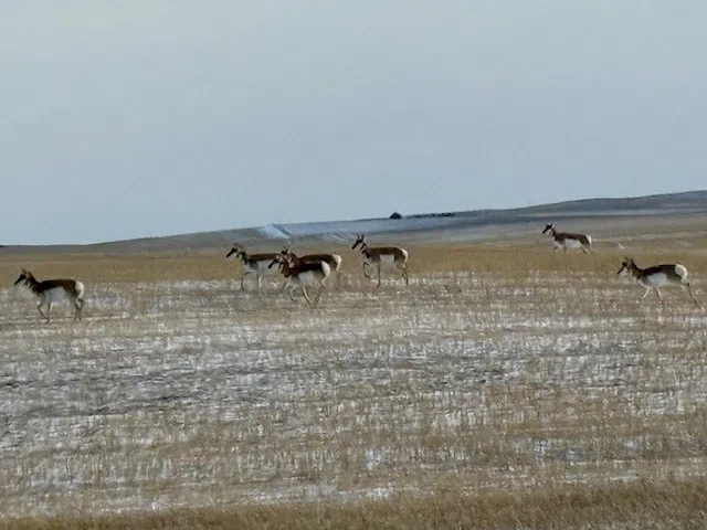 Head On A Swivel – Scenic Drives And Wildlife Surprises.