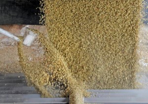 India expected to increase its lentil import duty