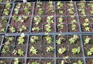 Grow Your Own Future: How to start seeds