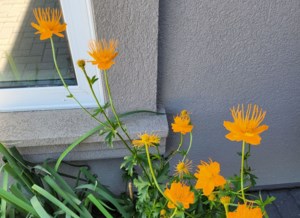 Garden Chat: Plants on order for the plant exchange and sale