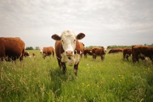 Canadian cattle herd numbers up for the first time in eight years