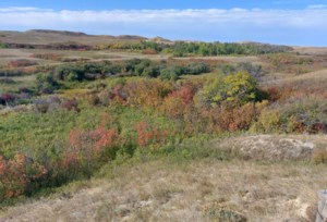 Burning Hills agreement reason to celebrate World Wildlife Day