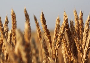 Wheat breeding system no longer works: review