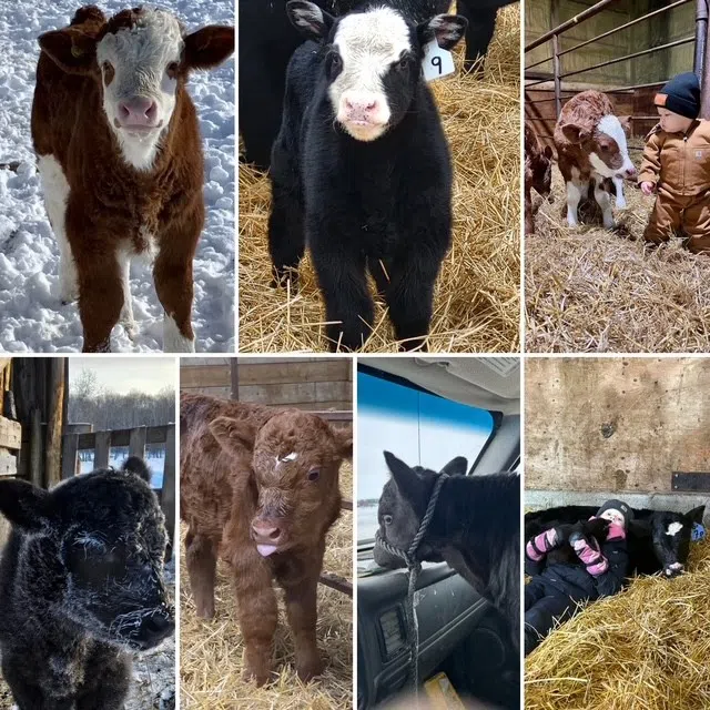 Calving Selfies Are Rolling In – Thank You!