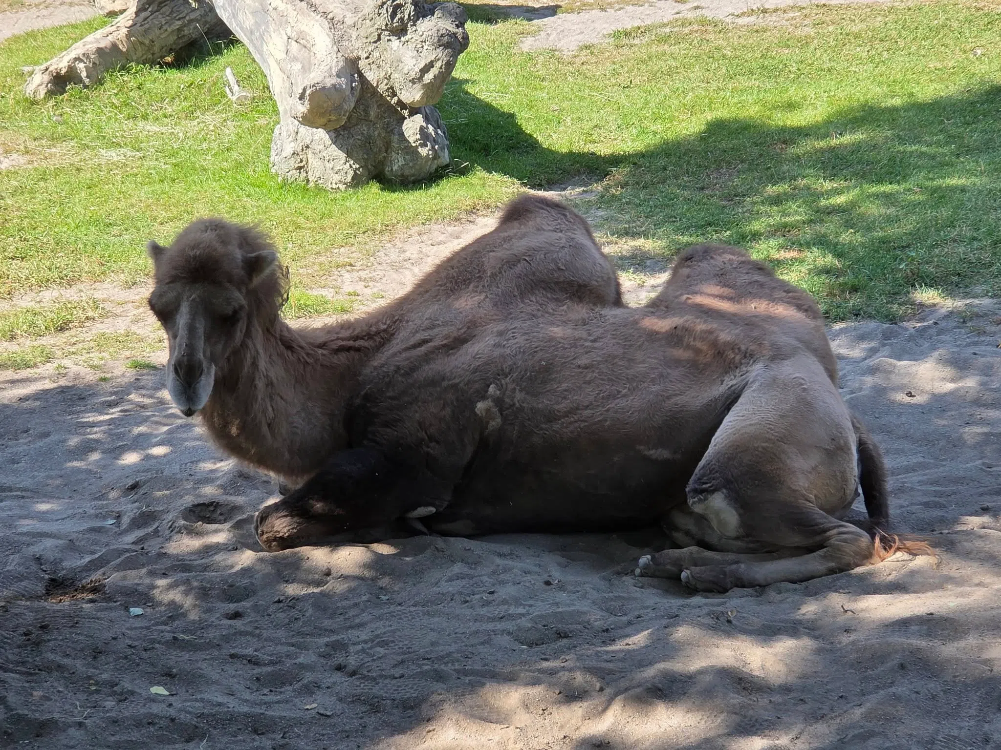 Camels and Controversy