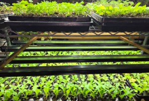 Grow Your Own Future: Starting seeds – Part II