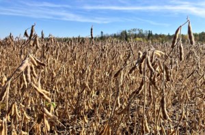 Soybean oil prices expected to rise in 2026-27