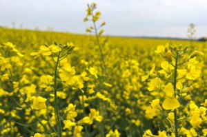 Lower canola seeding rates can pay off: study