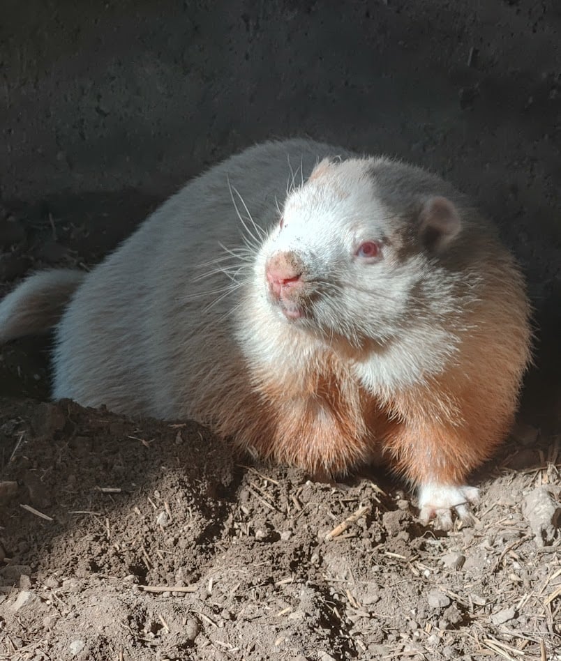 Wiarton Willie passes away