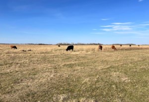 Beef certification program launches incentive