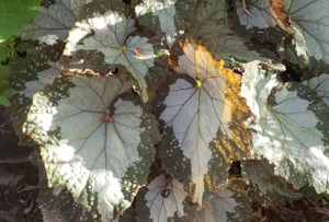 Grow Your Own Future: Thousands of species of begonia to choose from