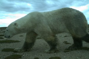 New polar bear research gives insight into human-animal encounters