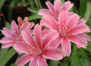 Garden Chat: Some alpines for your garden