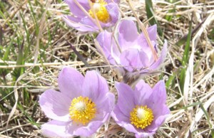 Five reasons why there are seasons