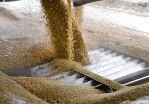 Pulse sales to Middle East markets are ‘frozen’