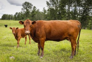 Cattle producers push back as N.B. moves to end provincially run veterinary care