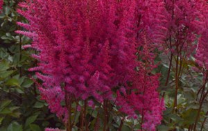 Garden Chat: Plants for the shady garden