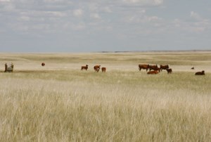 Conservation easements with limits have appeal