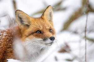 Study looks for where swift foxes live today on the Prairies