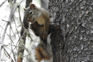 Nature is Awesome: Natural gymnast
