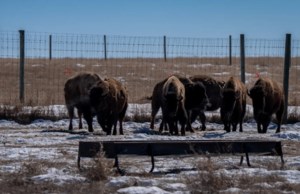 Kahkewistahaw FN welcomes bison back to the land