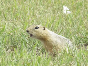 Ottawa allows temporary use of gopher poison in Alberta, Saskatchewan