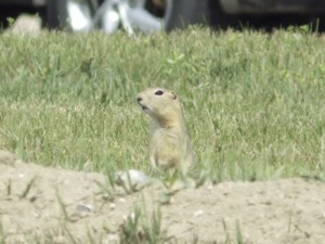 'Long overdue': Prairie farmers welcome renewal of poison to target pesky gophers