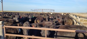 Canadian Cattle Association not supportive of proposed traceability regulations
