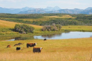 Caution keeps pastureland values in check