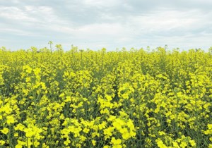 New U.S. biofuel rules please canola industry