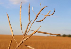 Manitoba canola variety trials axed