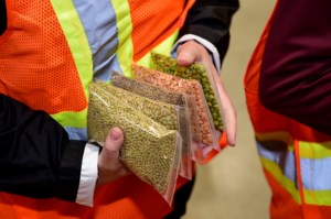 Partnership aimed at improving pulse-based ingredients and food products