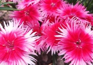 Garden Chat: The latest winners on parade