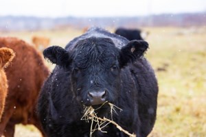 Public feedback welcomed for updating Beef Code of Practice