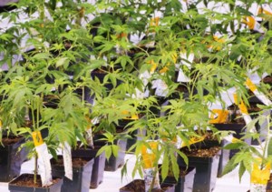Aurora Cannabis Inc. buys Safari Flower Co. in $26.5M deal