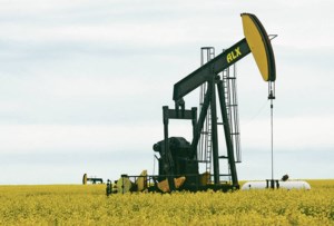 Will a crude oil price crash pull down canola?