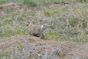 Saskatchewan SPCA opposes strychnine use: "Secondary poisoning is a big concern"